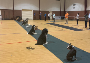 Dog Obedience